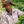 Load image into Gallery viewer, Java Blue Batavia Heirloom 454 g