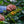Load image into Gallery viewer, Java Blue Batavia Heirloom 454 g