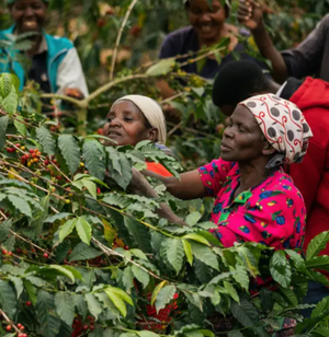 Exploring the Birthplace of Coffee: Africa