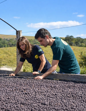 Brazil Yellow Bourbon 454 g