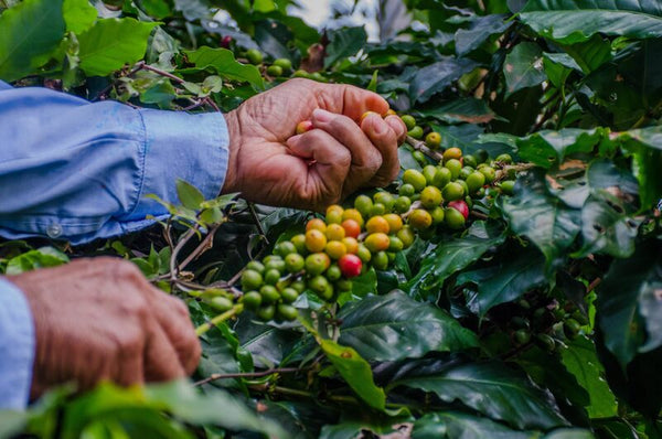 Java Blue Batavia Heirloom 454 g