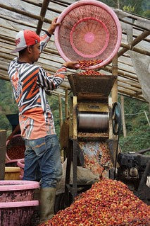 Sulawesi Kalossi 454 g