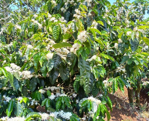 Costa Rica El Chico Red Honey 454 g