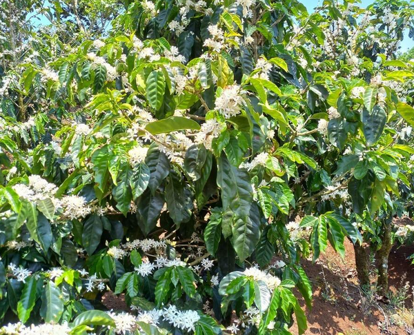 Costa Rica Villa Sarchi Red Honey
