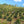 Coffee farming