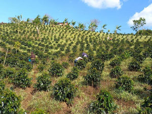 Coffee farming