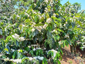 Costa Rica Finca Lum Pacamara Red Honey 454 g