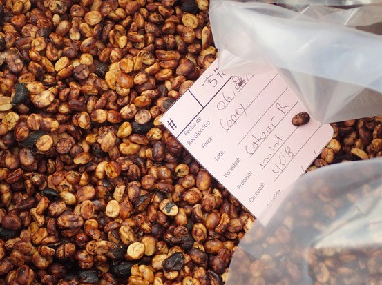 Costa Rica Villa Sarchi Red Honey
