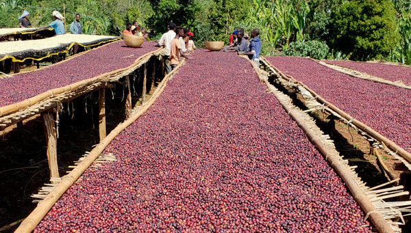 Ethiopia Yirgacheffe Guji Heirloom Natural 454 g