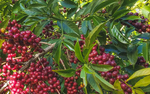 Ethiopia Limu Natural Heirloom Micro Lot 454 g