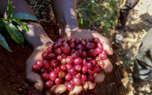 Ethiopia Limu Natural Heirloom Micro Lot 454 g