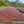 Ethiopia Limu Natural Heirloom Micro Lot 454 g