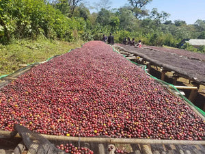 Ethiopia Limu Natural Heirloom Micro Lot 454 g